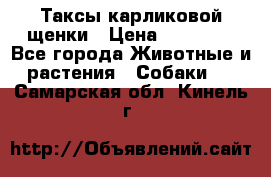 Таксы карликовой щенки › Цена ­ 20 000 - Все города Животные и растения » Собаки   . Самарская обл.,Кинель г.